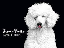 french poodle perros activos listos