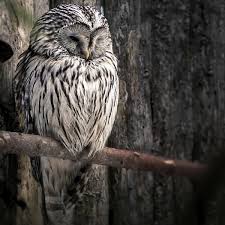 250 super cute owl names pethelpful