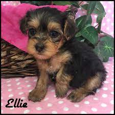 Akc boys and girls teacup yorkie puppies available. Ellie Found Her Forever Home With A Loving Family In Minnesota Grassy Ridge Kennels