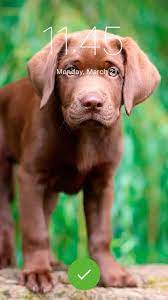 dog breeds as screensaver wallpaper