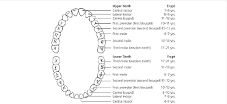 Primary Teeth Eruption Chart Download Scientific Diagram