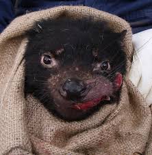 These mammals are carnivores eating birds, insects, frogs, and carrion (dead animals). Tasmanian Devils Look Set To Conquer Their Own Pandemic