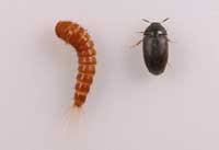 carpet beetle management guidelines uc ipm