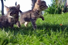Subscribe to our youtube channel here!! 10 Places To Find Maine Coon Kittens For Free Maine Coon Central