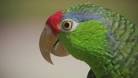 pictures of 2 parrots talking backup camera