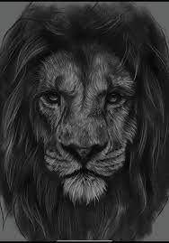 to draw a realistic lion like an artist