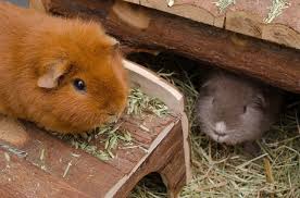 6 alternatives to guinea pig bedding