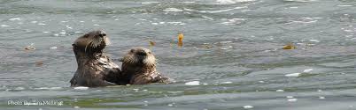 Sea Otters Discover Vancouver Island