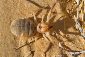 Solifugae is an order of animals in the class arachnida known variously as camel spiders, wind scorpions, sun spiders, or solifuges. Creepy Camel Spider Spotted In Lubbock