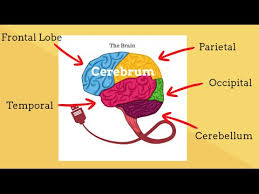 Parts Of The Brain Human Brain Structure And Function