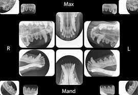 Interpretation Of Dental Radiographs In Dogs Cats Part 1