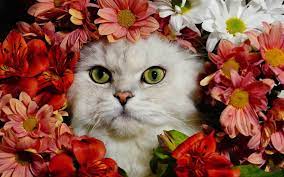 Пазл кот в цветах - разгадать онлайн из раздела Животные бесплатно
