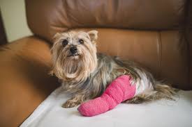 common injuries in dogs and how to