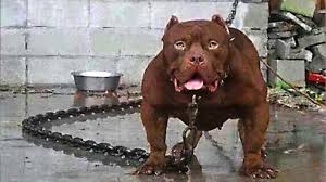 10 most dangerous dog breeds in the
