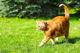 Jetzt preise auf guenstiger.de vergleichen und sparen! How To Stop Cats Pooping In Your Garden 12 Ways Tuxedo Cat