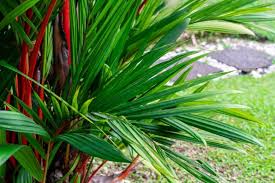30 Types Of Potted Palm Trees Suitable