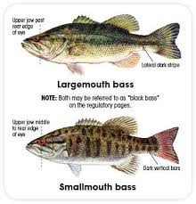 Fish Identification New Hampshire Freshwater Fishing Guide