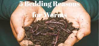 5 bedding reasons for worms the