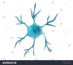 Human Nerve Cell Neuron Isolated Triangle Stock Vector