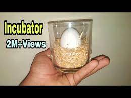egg hatching result