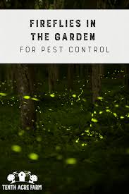 fireflies in the garden for pest