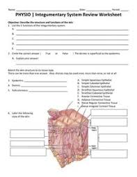 Blood Flow Diagram Lesson Plans Worksheets Reviewed By