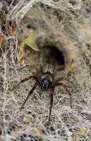 Common House Spider Spiders And Other Arachnids Te Ara