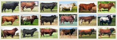 Selection For Improved Feed Efficiency Comparison Of