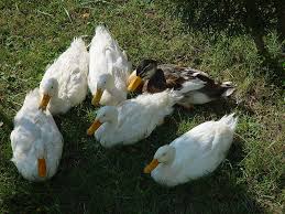 Duck Poultry Hub