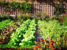 Growing Organic Gardens