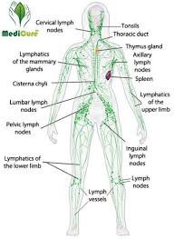Naturaltherapy Lymphatic Drainage Ginger Oil Lymphatic