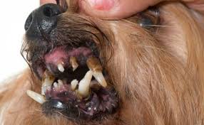 4 warning signs of rotten teeth in dogs