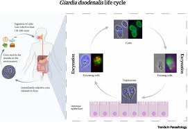 giardia duodenalis trends in parasitology