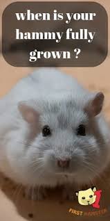 How To Know When Your Hamsters Fully Grown All Breeds