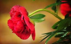 Beautiful Blossom Dark Red Peony