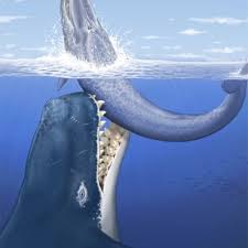 the whale that killed other whales