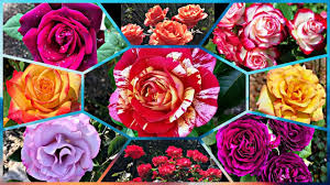 how many types of roses are there