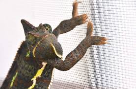 You may have seen plenty of youtube videos that show people holding their chameleons or a chameleon. Pet Chameleon Finally Caught After 8 Months On The Run