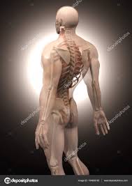 human anatomy visualization internal