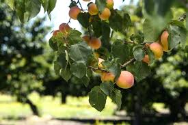 Do Pear Trees Need To Cross Pollinate Funsabiam Com Co