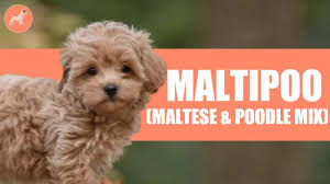 maltipoo maltese poodle mix one of
