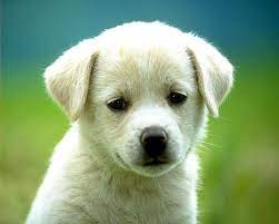 Cute Dogs And Puppies Wallpapers For ...