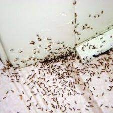 little black ants preferred pest control