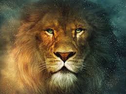 lion wallpapers wallpaper cave