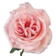 Garden Rose Soft Pink Ohara L