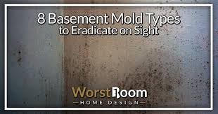 8 Basement Mold Types To Eradicate On