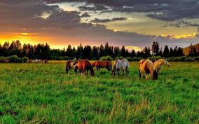 horse pc wallpapers top free horse pc