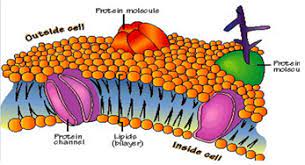 explain the lipid bilayer structure of