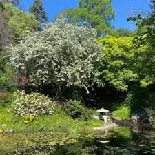uc botanical garden at berkeley 1447