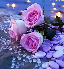vry vry beautiful rose dp sharechat